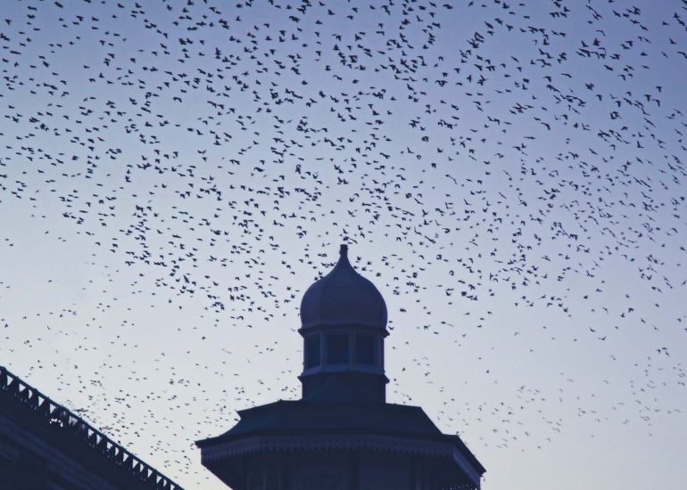 starlings, Blackpool