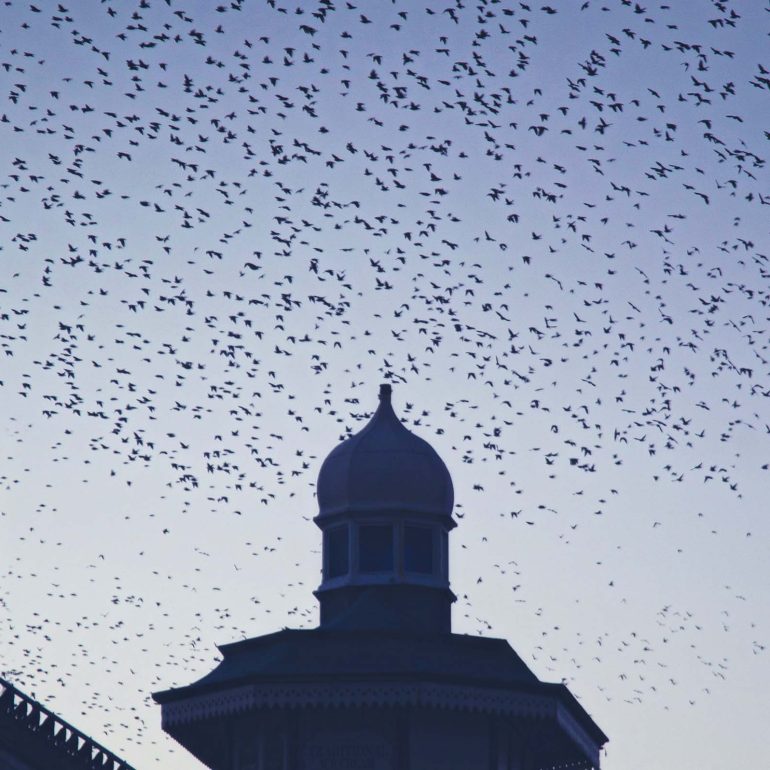starlings, Blackpool