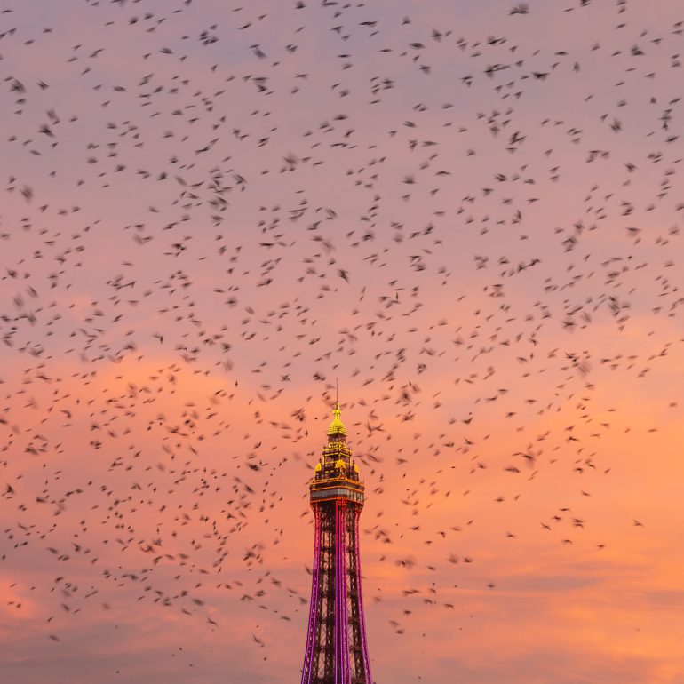 blackpool tower starlings