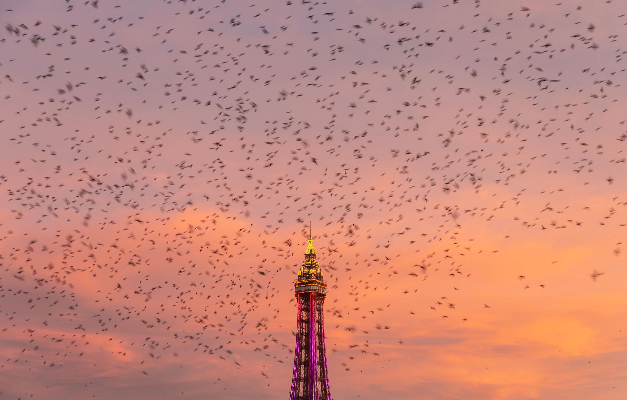 blackpool tower starlings