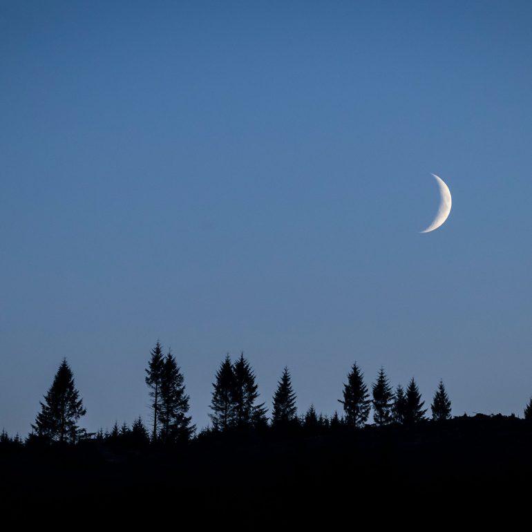 crescent moon over pine trees